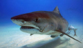 Hello Ms. Tiger Shark.  Wow, are you a big girl!  Check out the hook in her mouth.