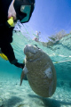 Self portrait with a baby manatee in Crystal River
