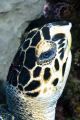 Turtle - eyeing the photographer. Nikon D70 60MM Macro
