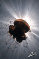 I love jelly fish!