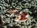 Porcelain Anemone Crab with black pearls.... Photo capture by Canon G9 with single Inon strobe and macro len @ Balai Resort house reef, Anilao, Philippines.