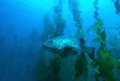 Master of the Forest.  A Black Sea Bass (Giant Sea Bass) emerges from the kelp Forest at Anacapa Island. An old capture from 2004 using my Nikonos V and 15mm lens in natural light.  Shot at f/4 and 1/60 seconds.