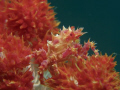 Candy Crab, Anilao, Philipines