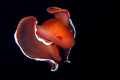 taken in night dive in Shagra with Canon EOS 5D and macro 100mm
