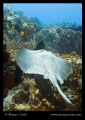 Ray swimming over coral (& a dark grouper - can you see it?) in Cozumel