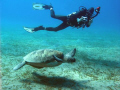 tortue verte