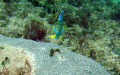 Queen Angelfish looking at me over coral on the reef at the Pelican Grand in Fort Lauderdale