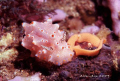 Nudi & eggs.Nikon F100,60mm,f27,1/125,YS-120*2,RVP100.