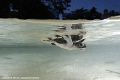 Tukik, baby turtle swimming out for the first time.