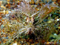 Ambon Scorpionfish