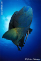 Napoleon Wrasse