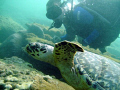 Swimming with a turtle on the Inside Reef at Lauderdale by the Sea