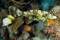 Bonaire, D300, Tokina 10-17