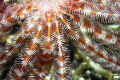 Feather Star