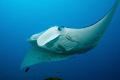 Elegance in motion! Manta ray enjoying the tidal current in German Channel, Palau. Canon XSi  with EF-S 17-85 IS USM lens / Ikelite housing and strobes.