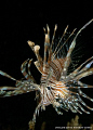 LionFish in Nha Trang, Vietnam