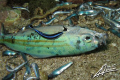cleaner wrasse feeding on DYNAMITED fish... :-(