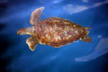 I took this picture while standing on Queen Scuba's dive deck as the turtle swam by just below the surface. I really like the effect I got.