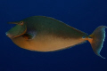 Unicorn Fish