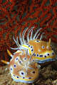 Couple of Chromodoris geminus. Picture taken on the second reef off Negombo, Sri Lanka.