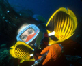 YELLOW BUTTERFLYFISH AND A GIRLDIVER.
Nikonos 15 mm+ Ikelite strobe.