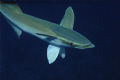 Large Remora
