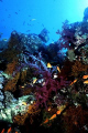 Corals - Dendronephthya Sp.
