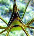 CONE-HEAD ARROW-CRAB