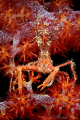 Bull crab (Naxioides taurus)