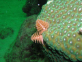 Tube Sponges