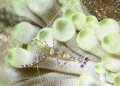 This picture was taken in Bonaire on a site called Andrea II.  It was taken with a Canon G9.  Settings were 1/60 @ F8