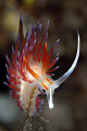 Kaş, one of the most popular diving spots in Turkey is well known for its nudi branches.  Any underwater photographer with a keen eye can spot them.  I have found this one in the dive area called 