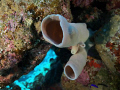 Sponge
Olympus E410 ikelite housing 
DS51 & DS50 flash
12-42 mm lens