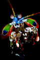 A little bit of playful creation. Mantis shrimp captured in Kapalai just off the jetty of the dive resort. The whole background reef removed by photoshop.