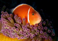 Saw this curious pink anemone fish during a night dive in Dauin, Dumaguete.