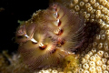 Christmas Tree Worm - Looks like it's lights are on! Nikon D70 60MM