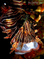 Yawning Lionfish