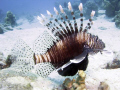 Pterois Miles - that's the formal name of this species... Shot from a close distance - they love to pose, and aren't afraid of divers!
Canon G9, Ikelite housing, and Ikelite DS-125 strobe.
