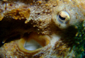 Close up shot of an octopus (Octopus vulgaris) at Les Deux Freres, using stacked INON UCL 165 macro lenses with a Fuji e900 compact in an Ikelite housing and Ikelite DS51 substrobe.