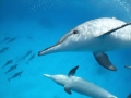 Playful Spinner Dolphins