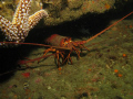 Spiny Lobster taken at the La Jolla Kelp Beds.  Shot with Canon G9 Ikelite housing and strobe