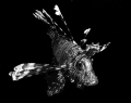 Lion Fish