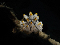 Face to face with Elegant Phyllidia