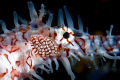 Ghost pipefish closeup.