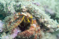 Despite its well camouflaged shell, the eyes of this hermit crab gives its identity away!