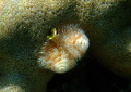 Christmas Tree Worm using my Fujifilm Finepix f100fd with underwater housing.