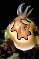 Chromodoris coi