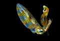 found in Lembeh; D200