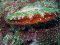 My what a big mouth you have.
Clam taken in the Mussamdam Area, using Canon G10 with standard casing and flash