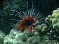 White-Lined lionfish off of Taba, Egypt. Very many seen.  Took this with Fujifilm Finepix f100fd with underwater housing.